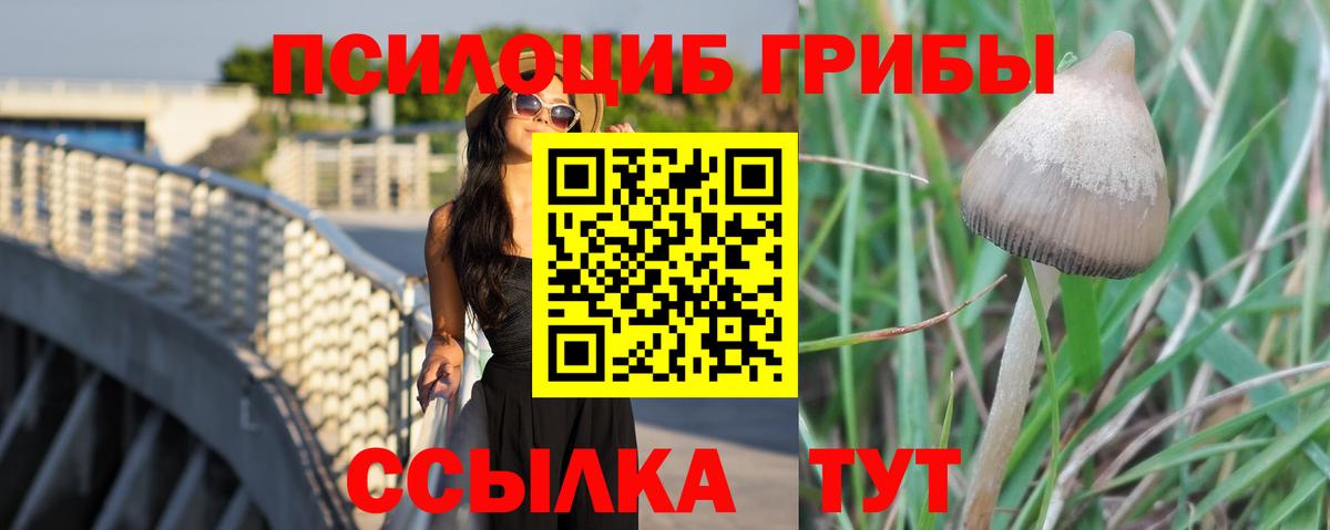 Псилоцибиновые грибы Psilocybe Новоалександровск